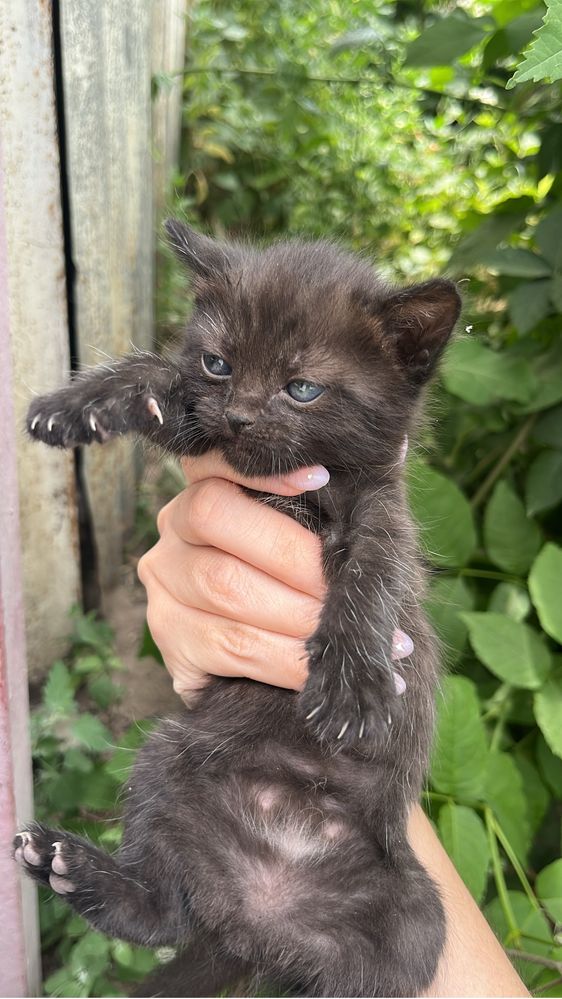 Котенок. Бесплатно. Ищет добрые, заботливые и хорошие руки.