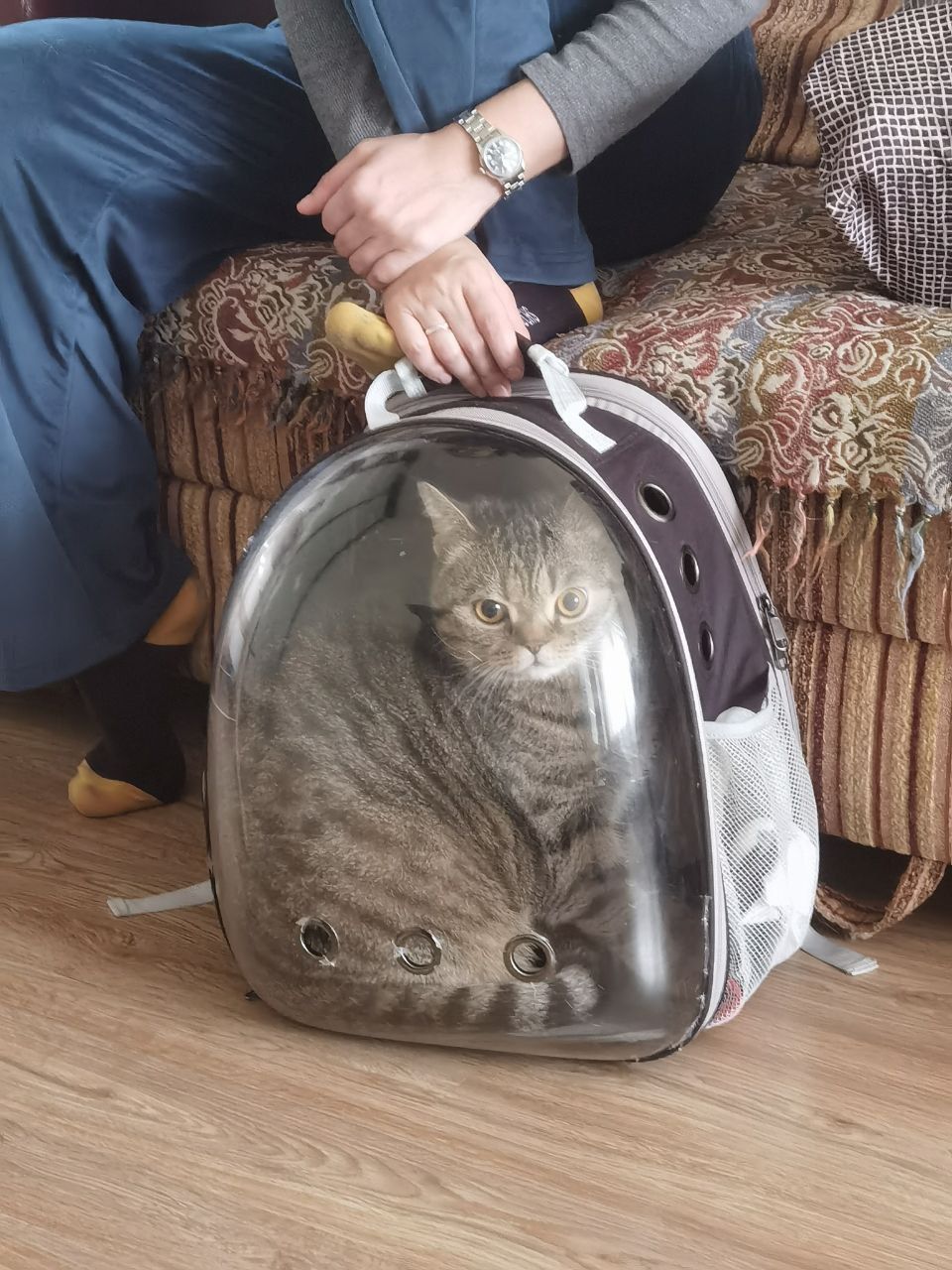Шотландский кот страйт