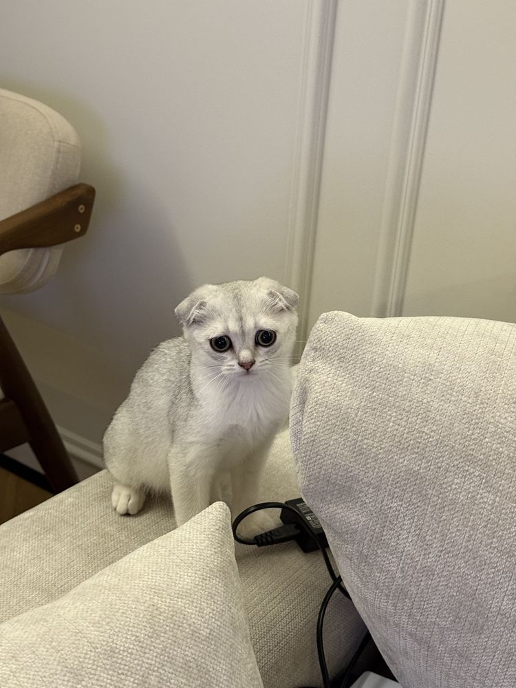 Котенок шотландский вислоухий