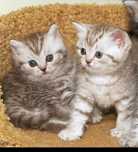 Продам котят остались 2 шт на фото которые