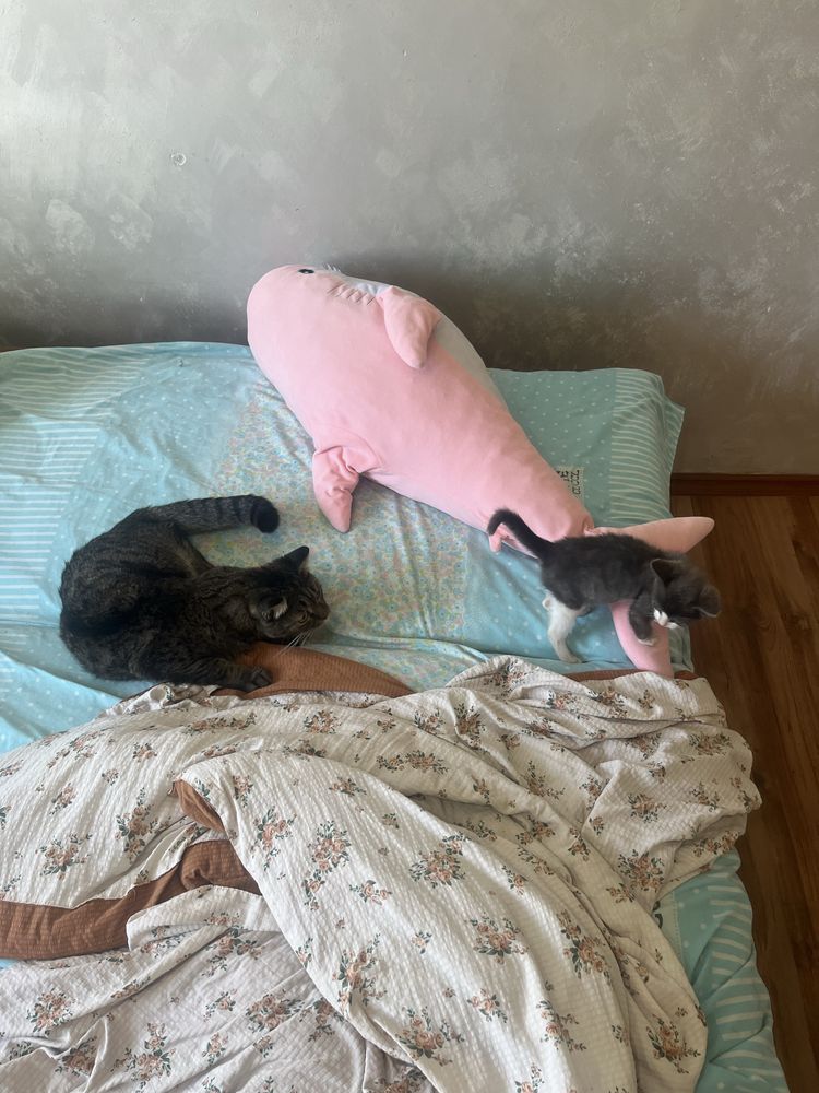 Отдам в добрые руки котенка