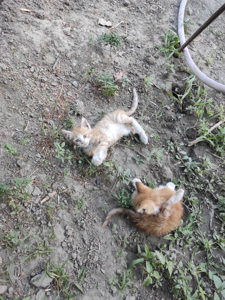 Бесплатно рыжие котята