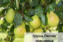 Саженцы ест все .