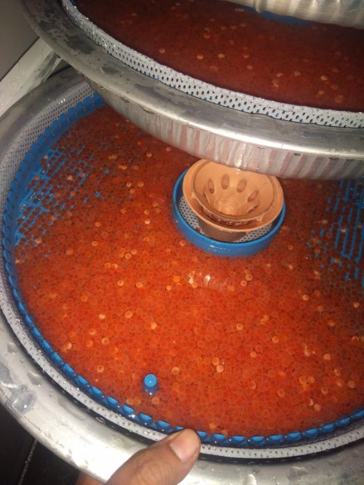 Мальки, Малек, Форели, Мальки радужной форели