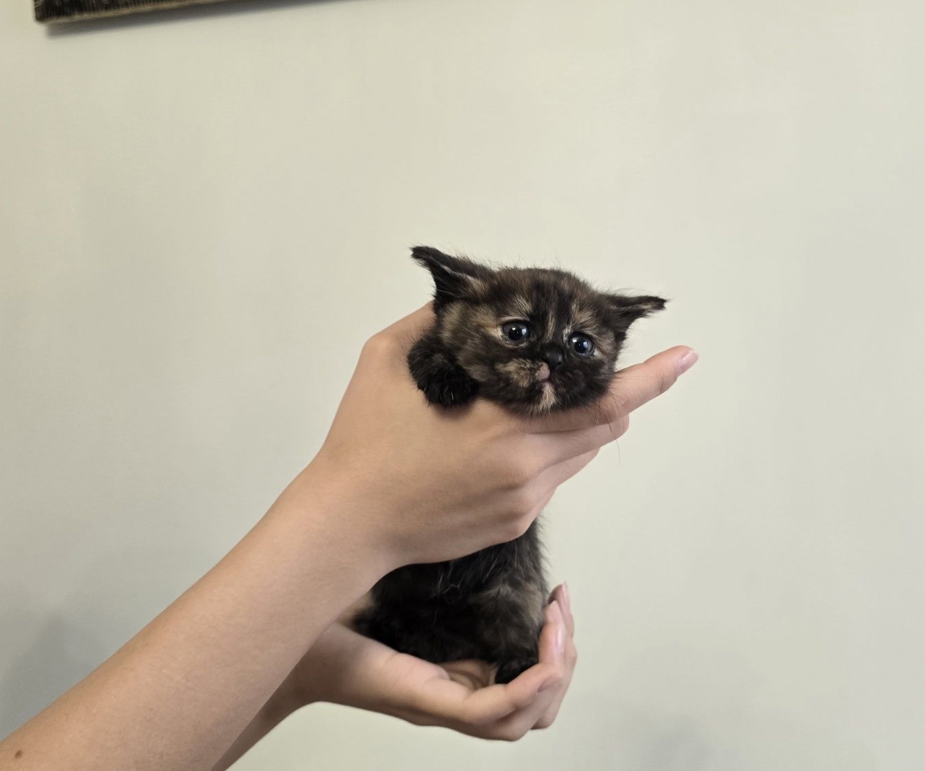 Котят отдам в хорошие руки