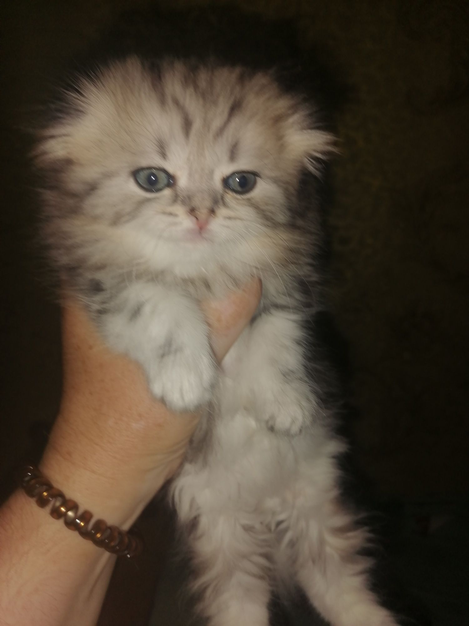 Шотландские котики и кошечки
