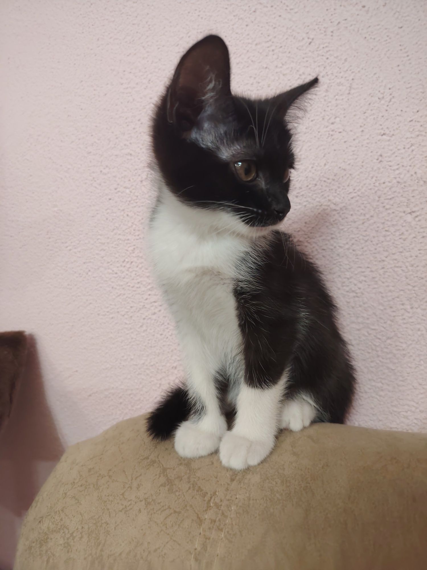 Котёнок девочка ищет семью