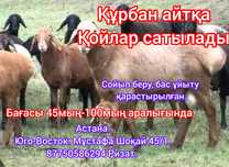 Құрбан айтқа қой сатылады