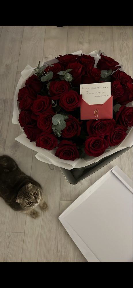Продам шотланского котенка