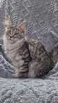 Котенок Мейн-Кун. 5 месяцев
