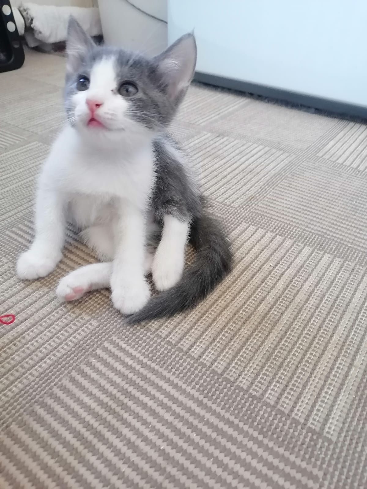 кошки 4 девочки котята