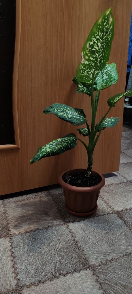 Продам недорого.