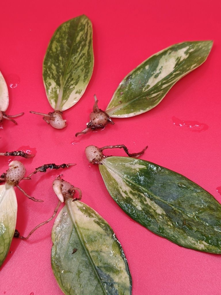 Укоренённые листики Замиокулькаса вариегатный Variegated
