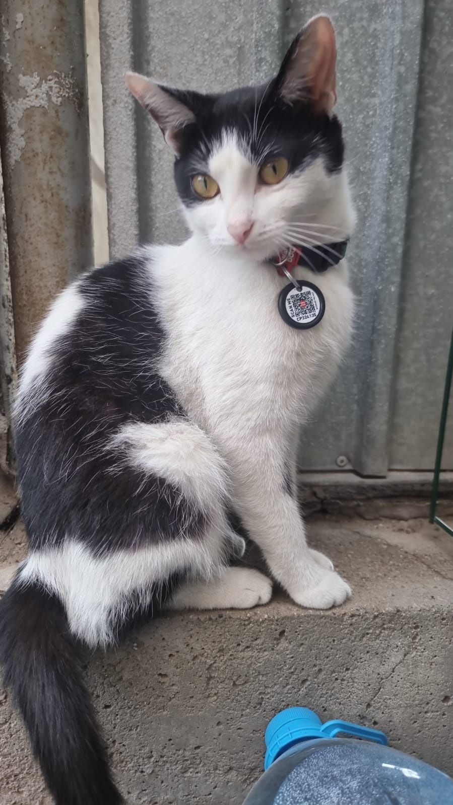 Срочно нужен дом котёнку