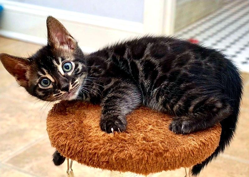 Продам Чёрных Бенгальских котят