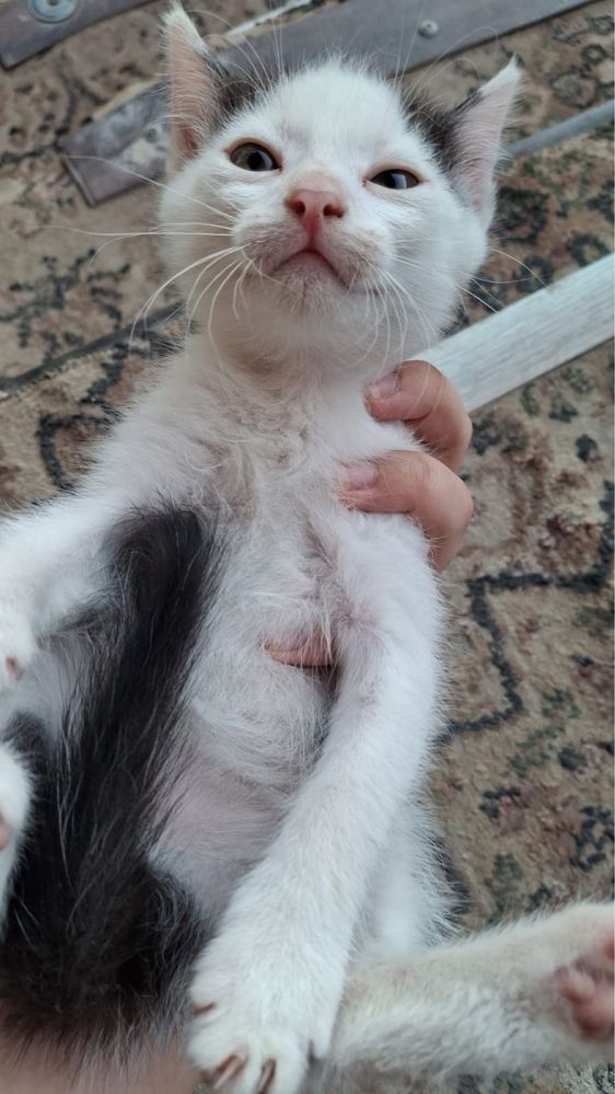Котята в добрые руки