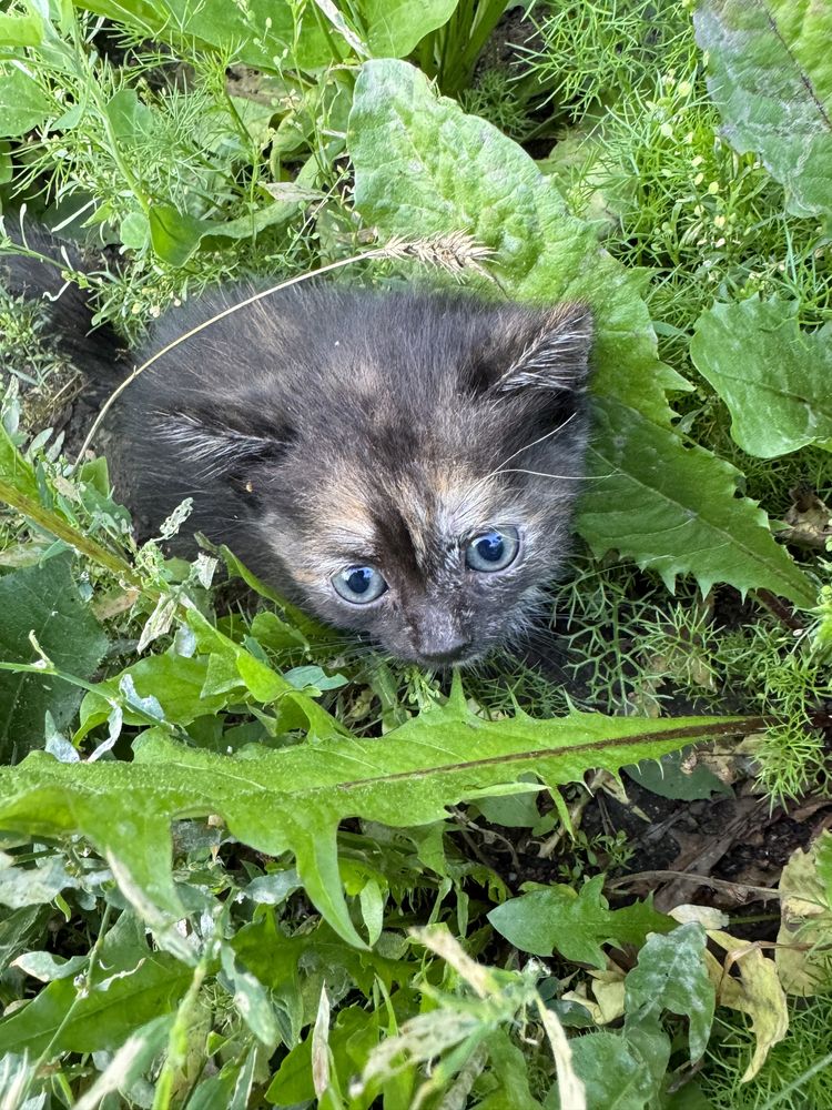 Красивые  котята в добрые руки