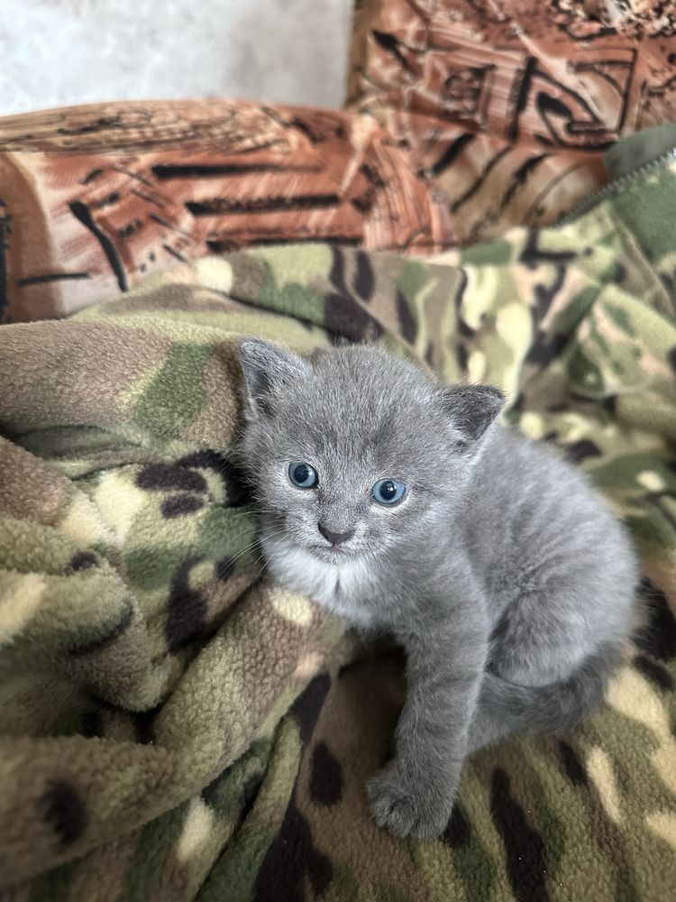 Дарю очень красивых котят