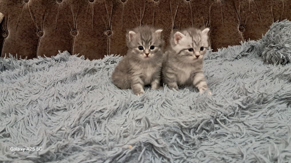 Отдам в добрые руки