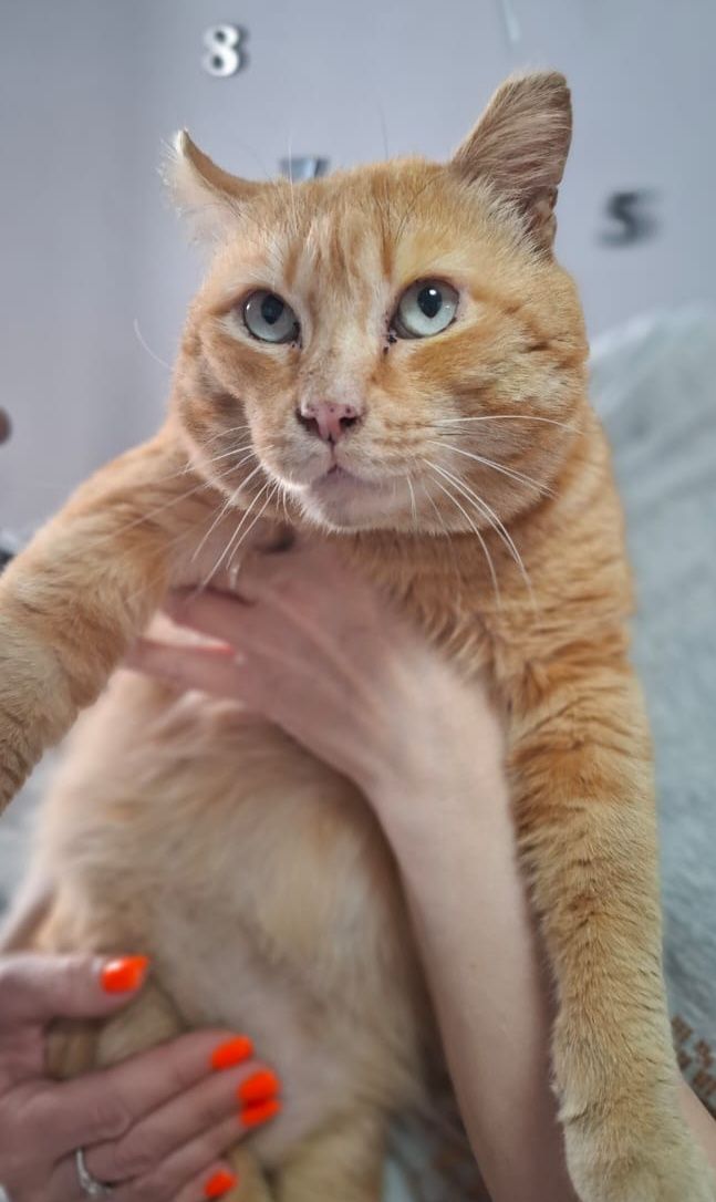 Красивый котик в хорошие руки