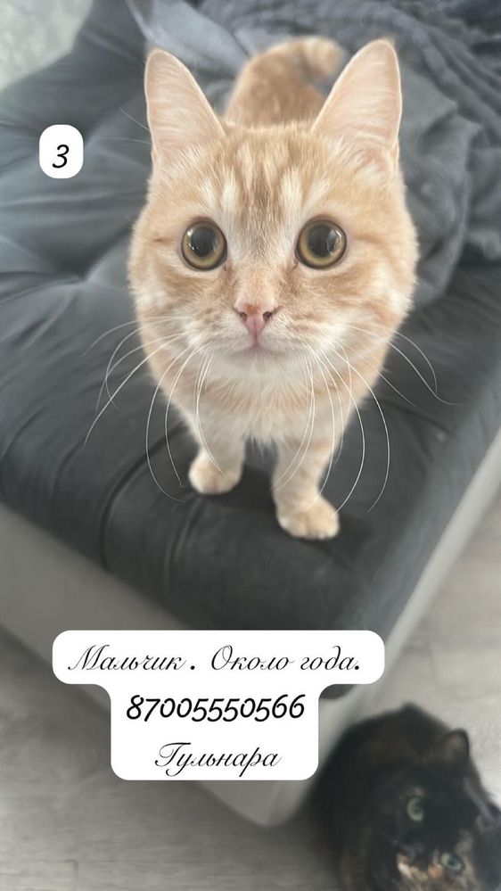 Отдам в добрые руки котят и кошек.