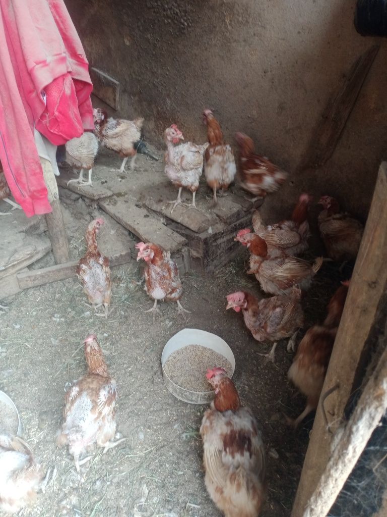 Продам продам про