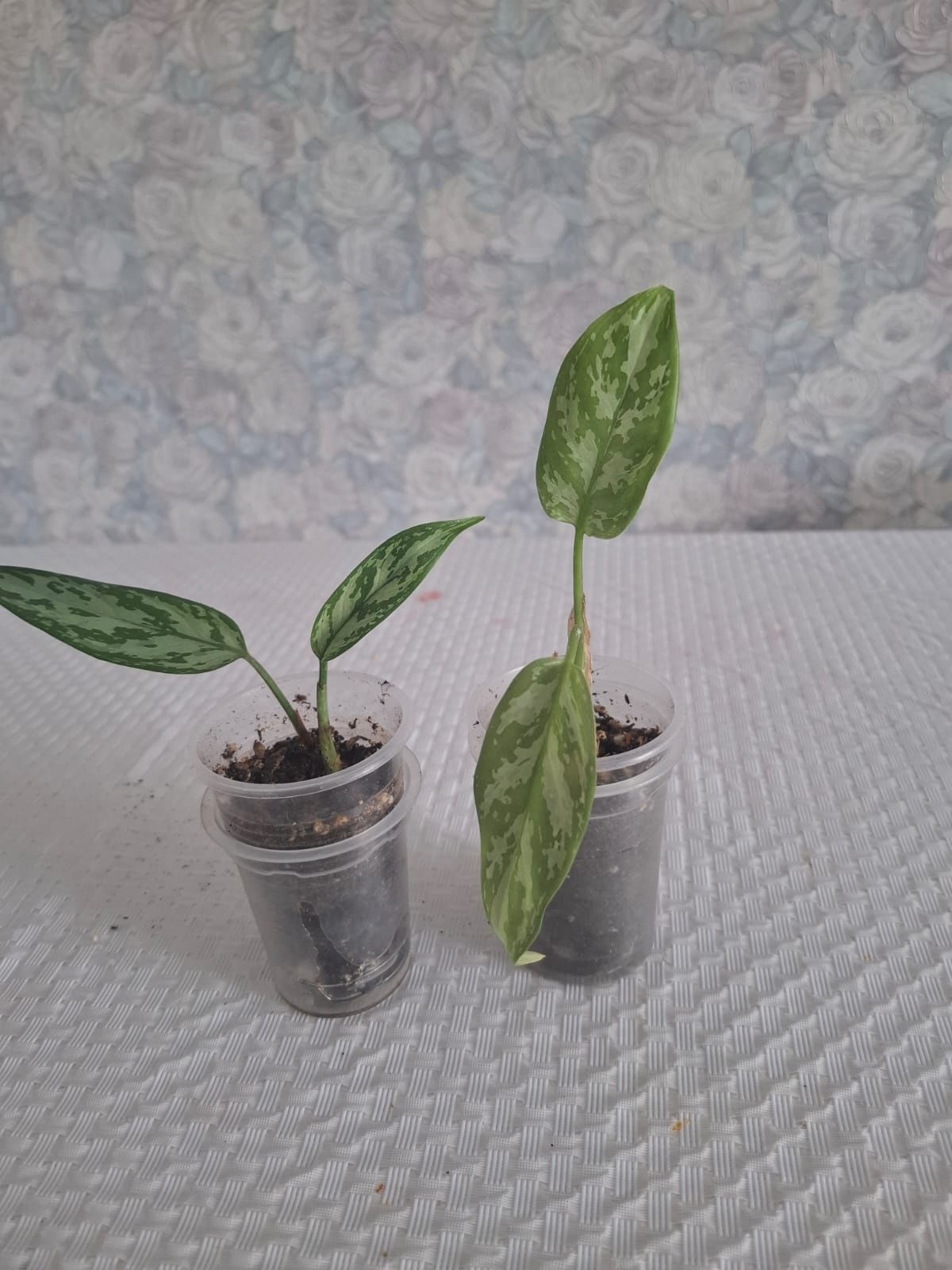 Продам комнатные растения