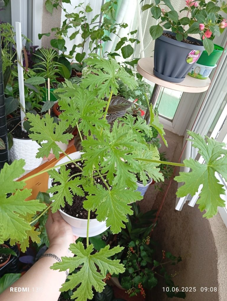 Продам цветы комнатные