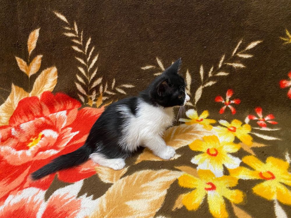 Отдаем котенка в добрые руки (кошка, котенок)