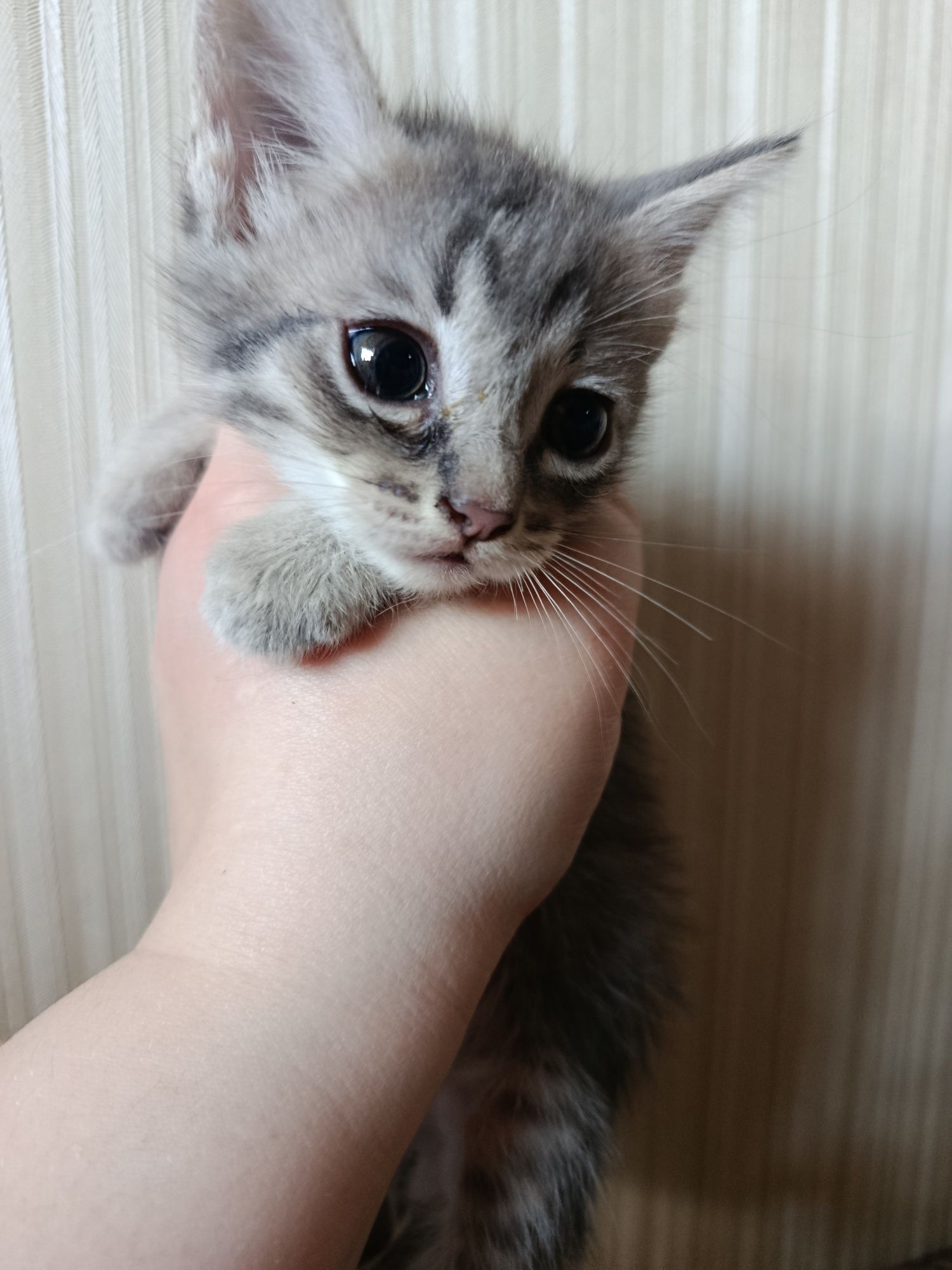 Отдам котят в хорошие заботливые руки