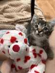 котенок в добрые руки