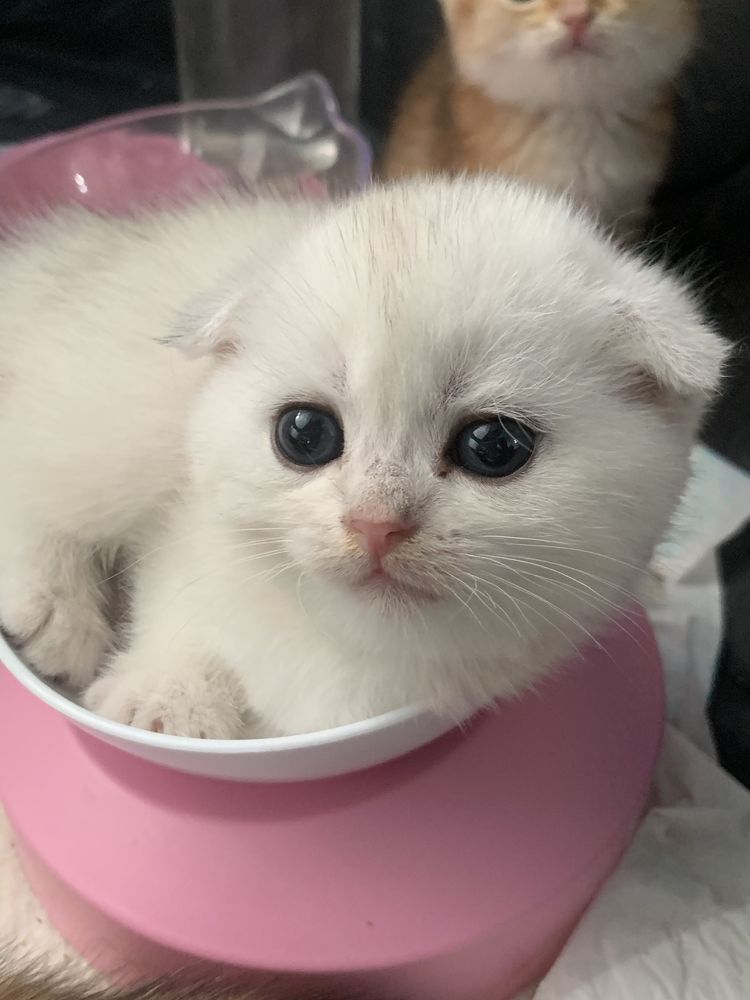 Продам котяток лялечек золотушек шиншиллят.