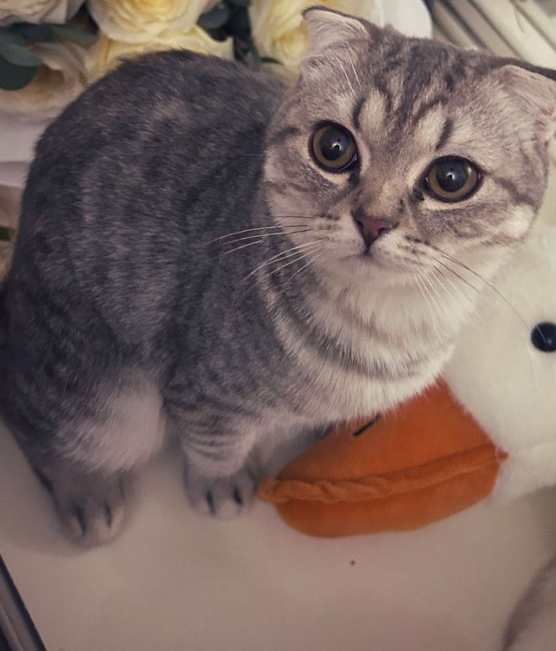 Шотландская вислоухая кошка, 7 месяца, приучена