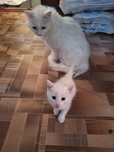 Отдам котят в хорошие руки