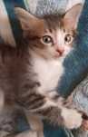 Котёнок европейской породы