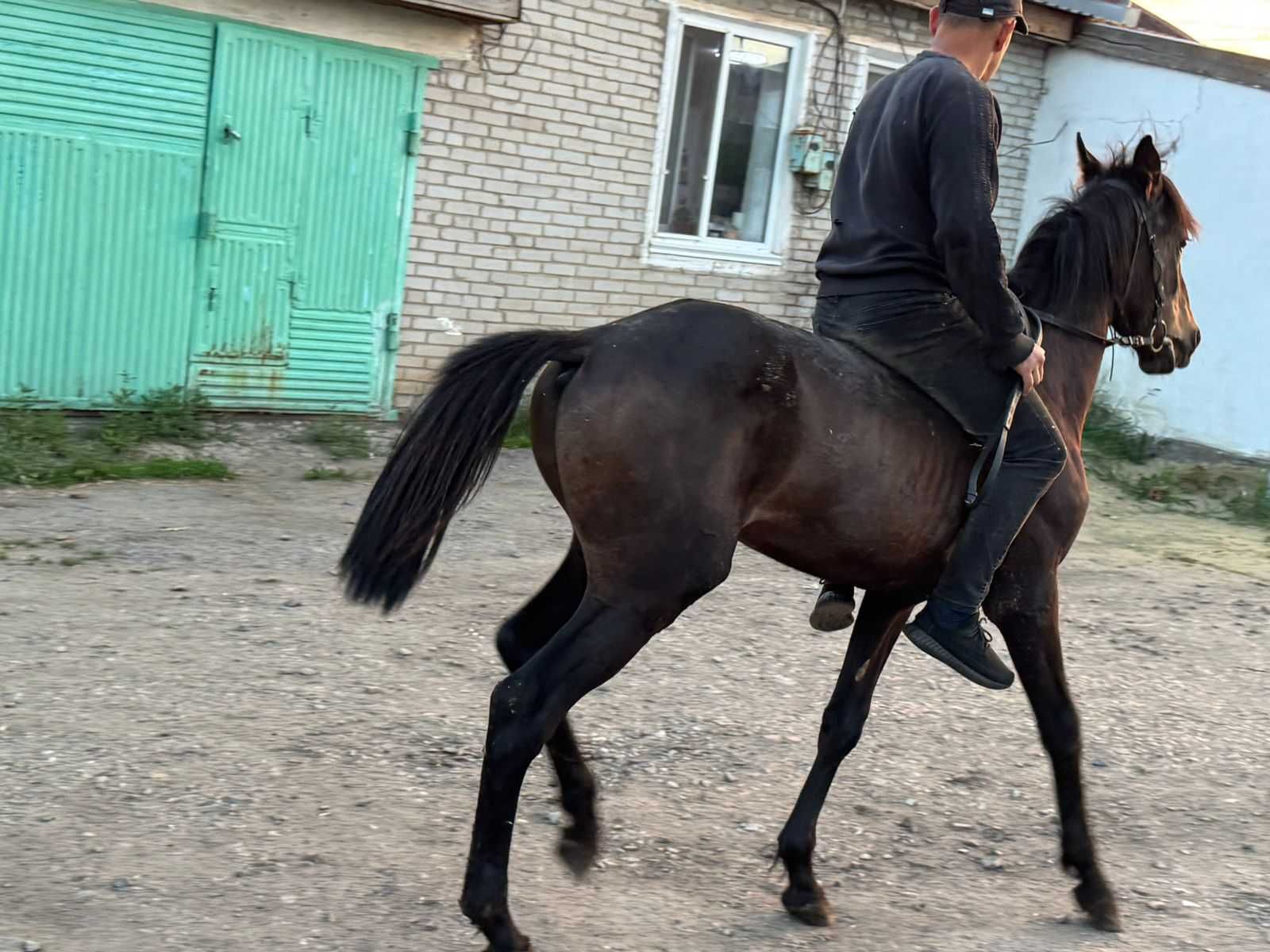 продается обученный жеребец