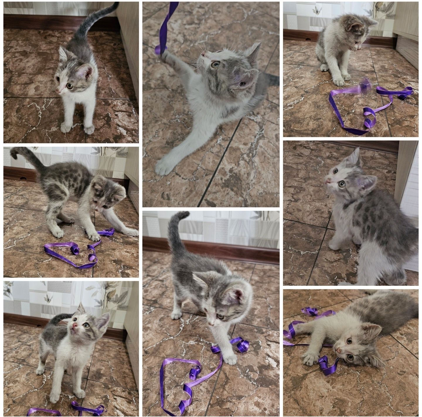 Отдам котенка в хорошие руки