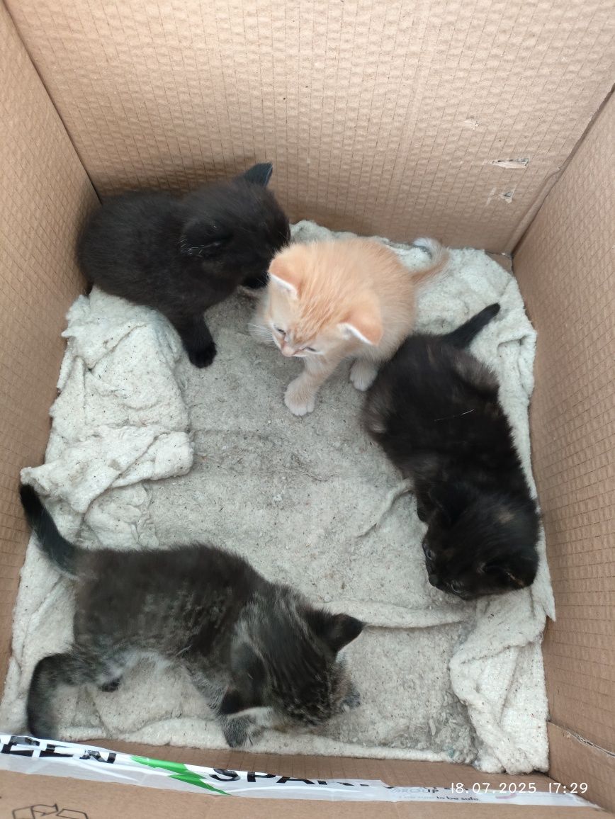 Отдам маленьких котят с работы