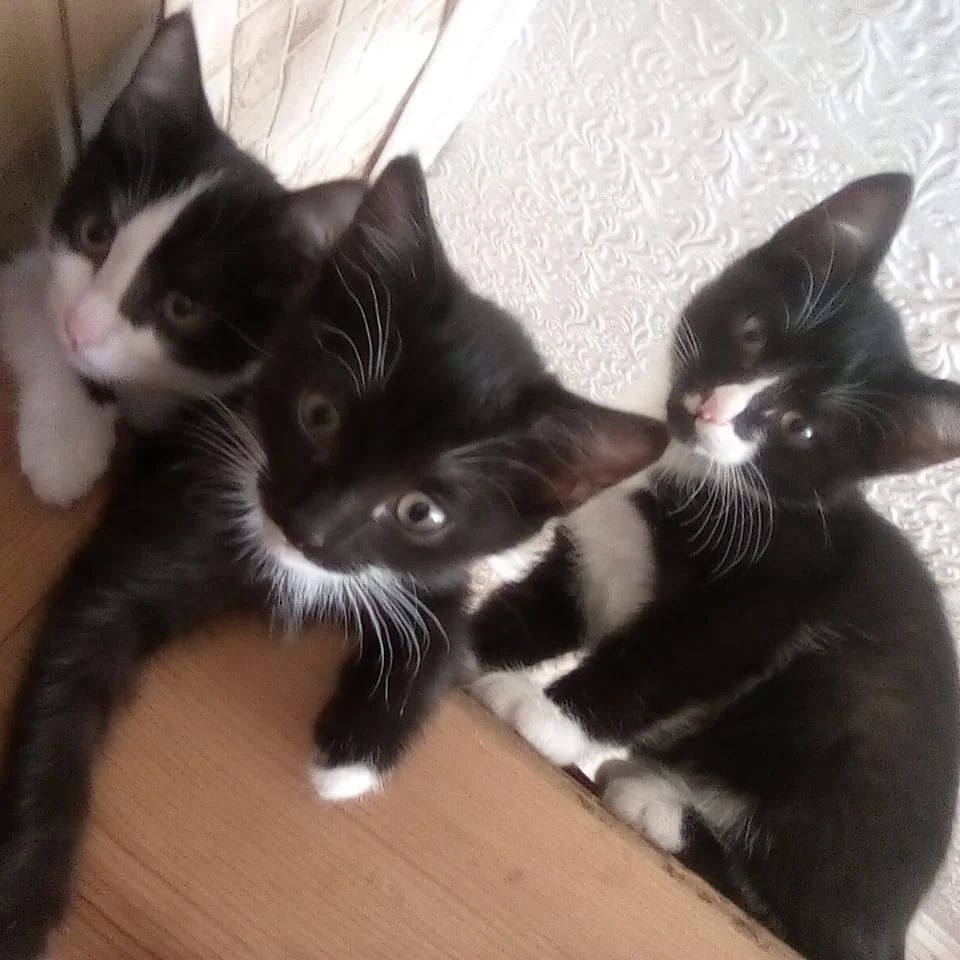 Отдам котят в добрые руки 2кошечки и кот.