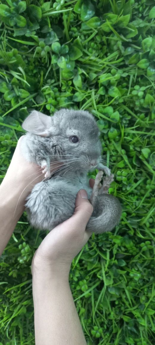 Шиншиллы декоративные