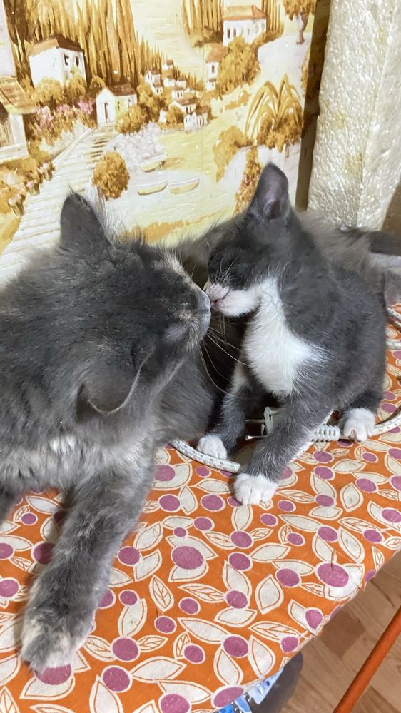 Отдам котенка в добрые руки