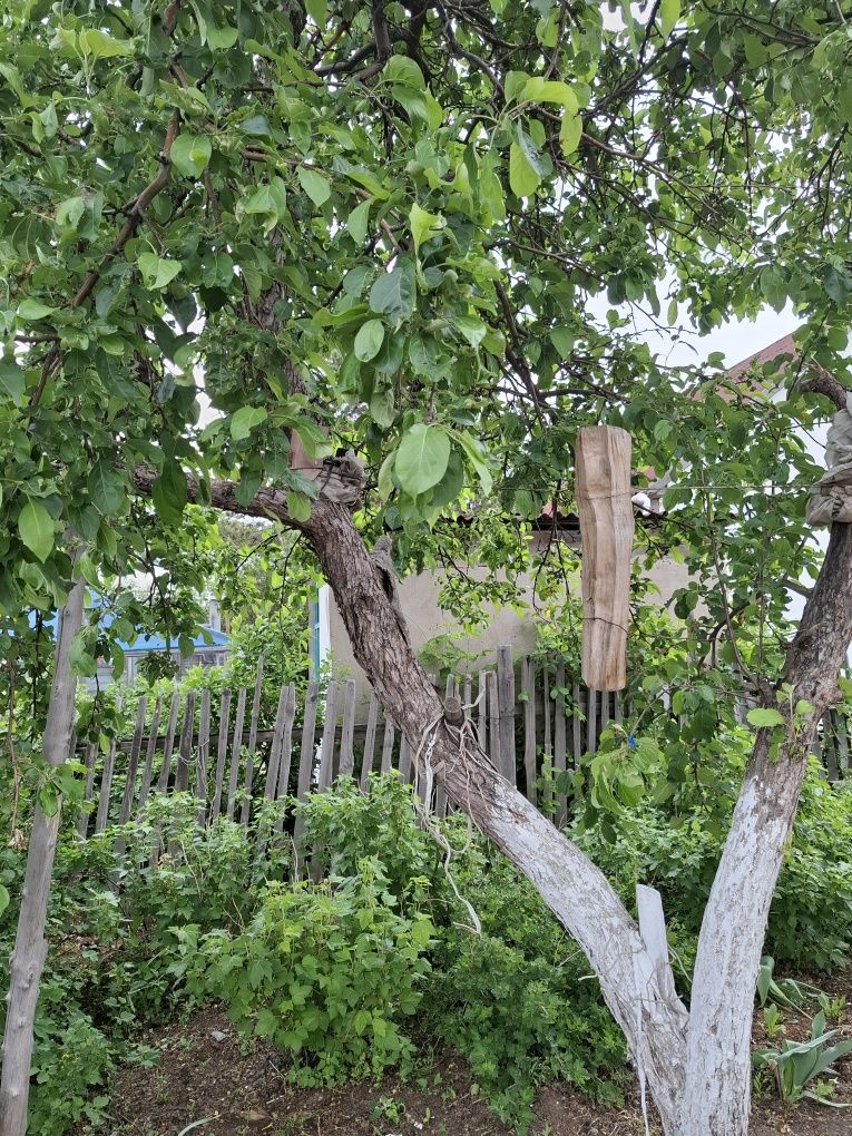 Дача продаётся осенью