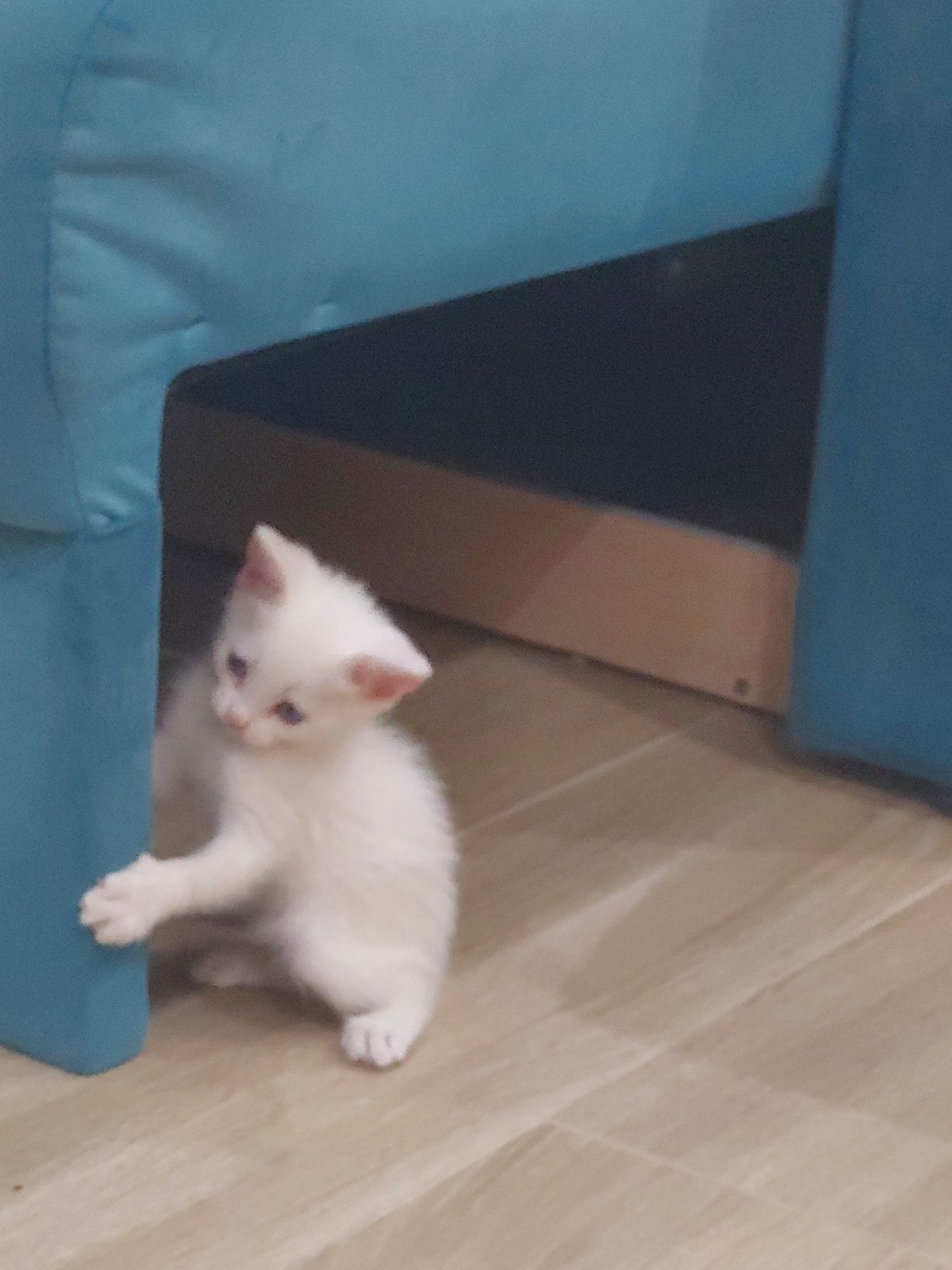 Котята в хорошие руки