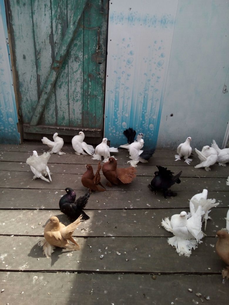 Продам голубей разных