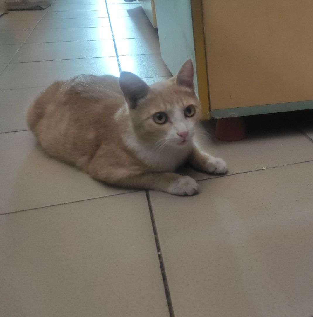 Кот подросток ищет дом