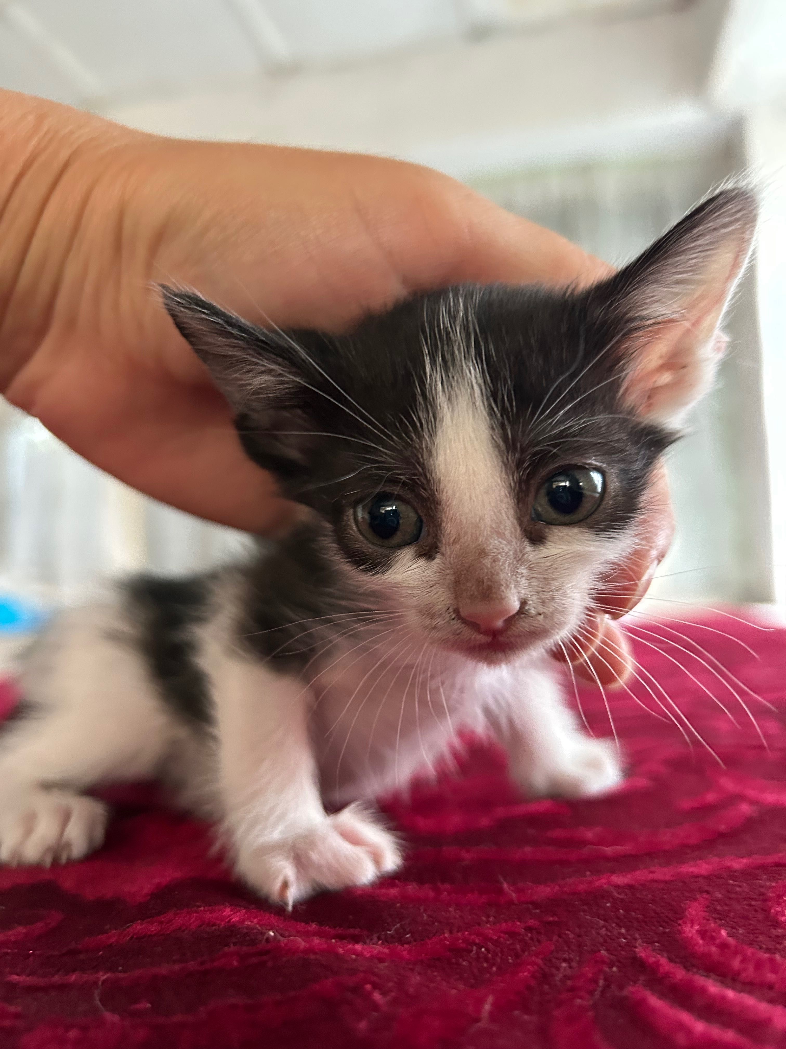 Котенок в добрые руки