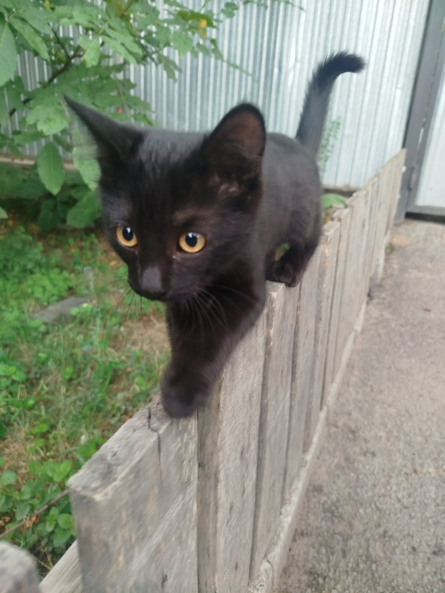 Продам котенка 3 месяца