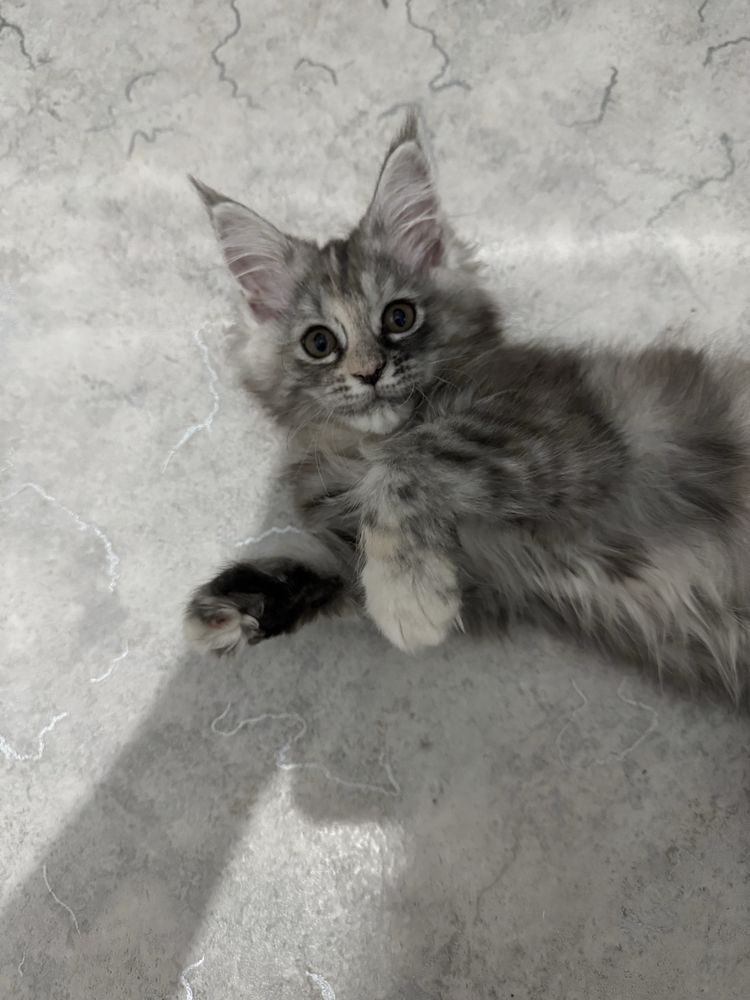 Продам кошку Мейн Кун 3 мес