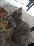 Котята даром в добрые руки