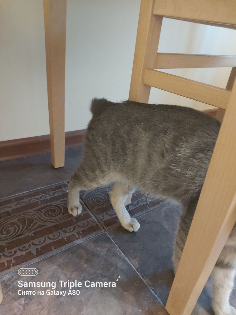 Отдам в добрые руки